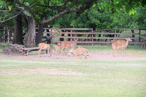 The Double U Barr Ranch is a deer-friendly space, and they often stop by, to the delight of our guests!