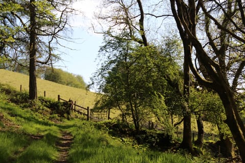 Our woods are surrounded by pasture land.