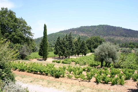 vineyard - view