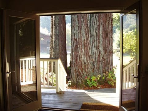 Redwoods right outside the door
