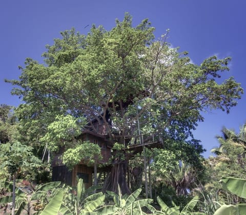House in a fig tree