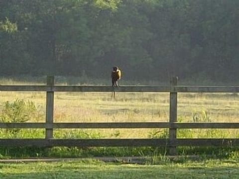 Early Morning Pheasant in the garden