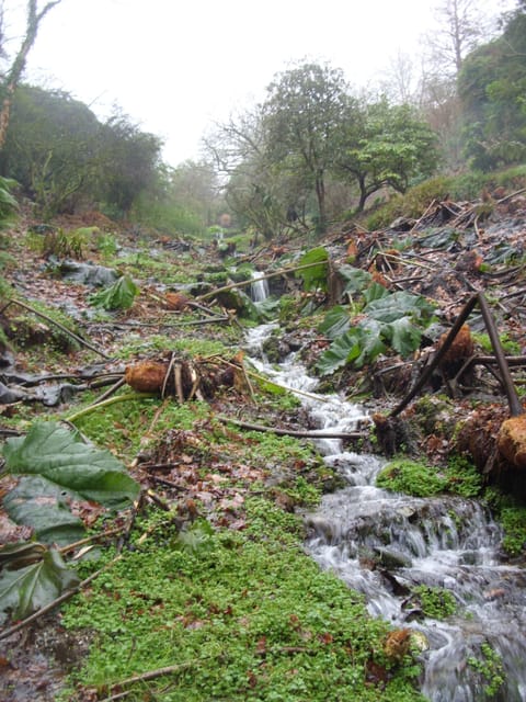 Stream at Cotehele