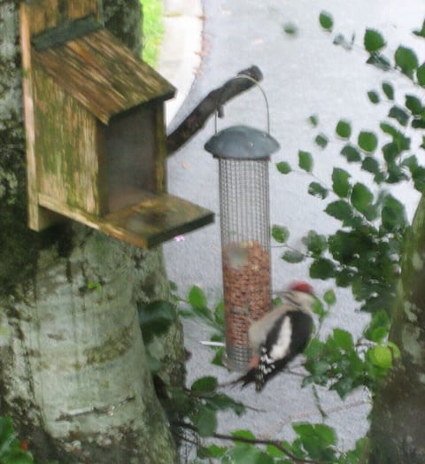 Greater spotted woodpecker