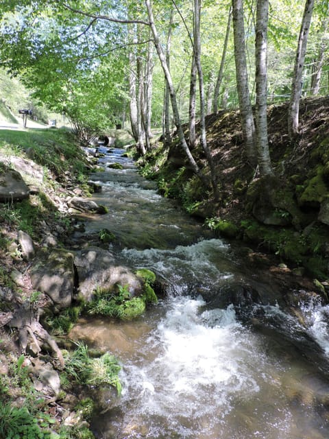 Bring your fishing pole for trout in Yellow Creek.