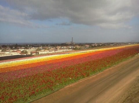 Carlsbad Flower Fields deserves a visit during April and May.
