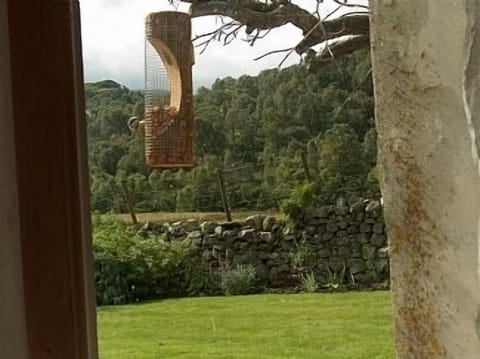 And the wild birds feed on your doorstep