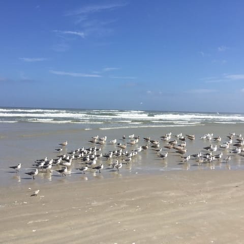 Beach nearby, sun loungers, beach towels