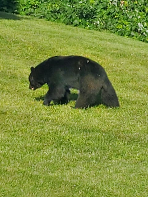 More pictures of bears from over the years.