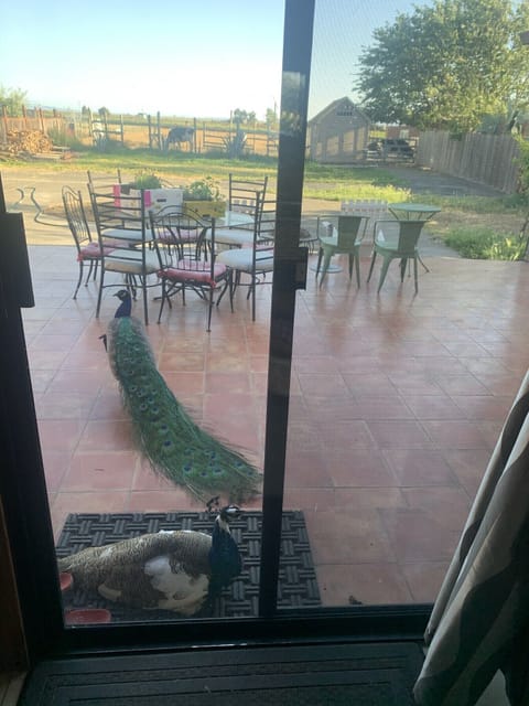 You might see this couple rooming in the yard.