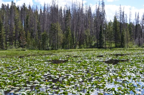Hiking trails right out the front door to beautiful lakes