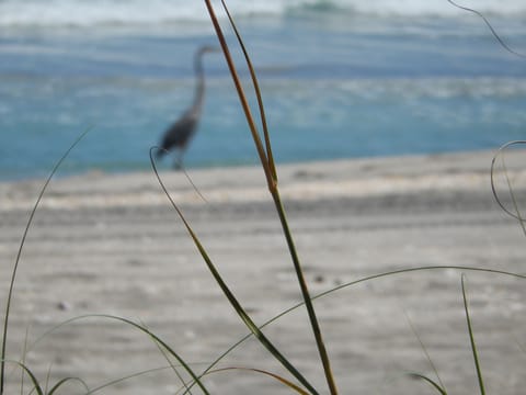 On the beach, sun loungers, beach towels