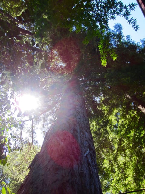Towering "grandaddy" redwoods