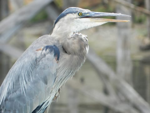 Blue heron on my dock. Incredible hunter with prehistoric like flight and squawk