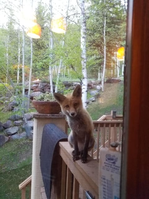 What does the Fox say?
What's for dinner? Please never feed our wild animals :)