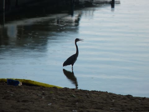 Heron standing on the shoreline