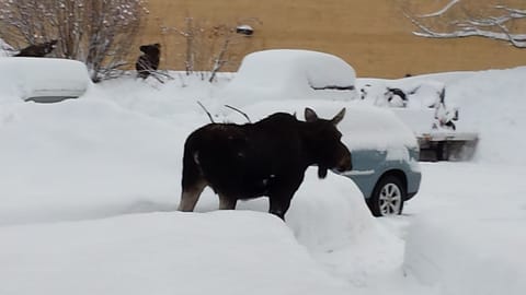 Moose walking around 