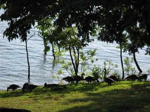 Canadian Geese at Shoreline