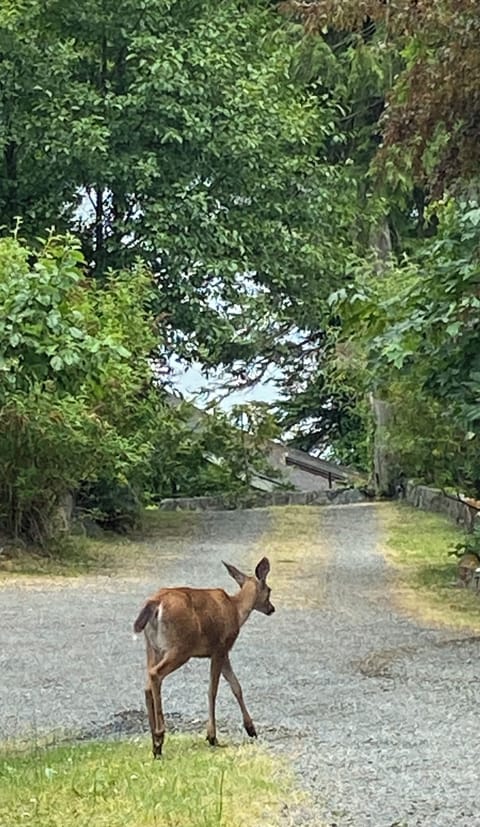 Heading down to the cottage