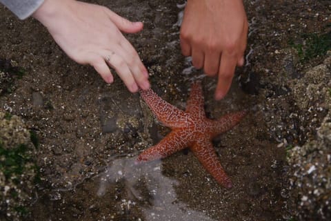 Discover starfish and tide pool treasures with the family at low tide.