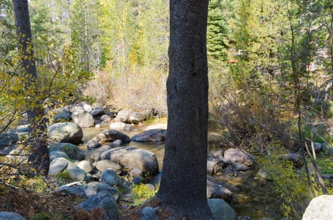 View of Squaw Creek from our hammock in the woods. Stairs go down to the creek.