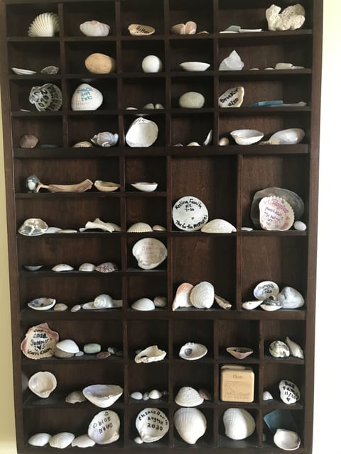 Shells collected by our guests!