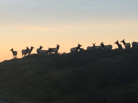 Nearby Tule Elk Reserve
