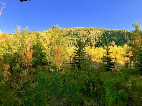 Fall colors never disappoint!