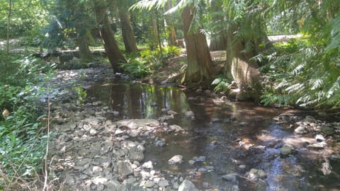 Scott Creek, which runs through our property