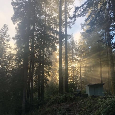 Morning light at the Redwood Dome as the sunlight breaks through