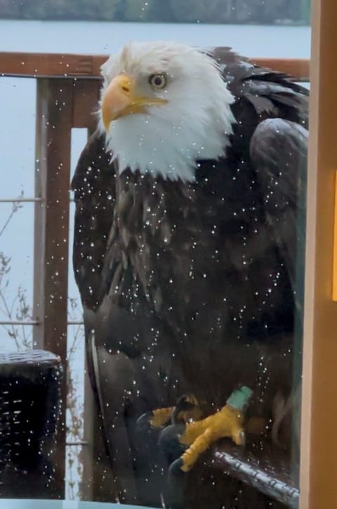 We had a visitor and it went viral