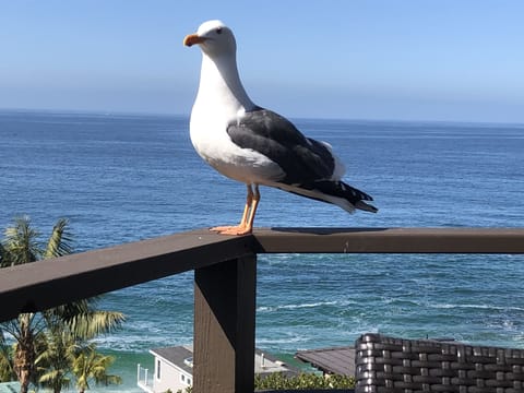 Our friendly gull