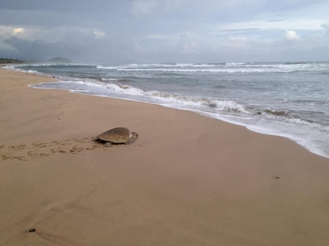 Sea turtles regularly lay their eggs on our quiet, secluded beach