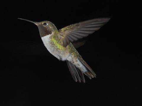 Hummingbird photographed with hi-speed film.
