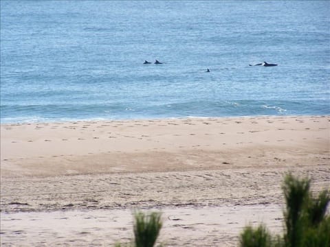 watch dolphins swim from the ocean front deck