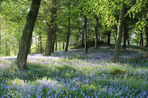Woodland walks on the doorstep.
