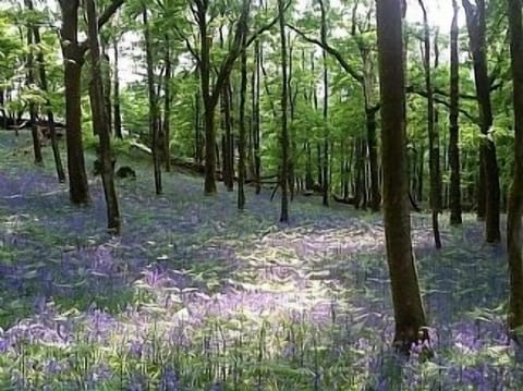 Spring colours nearby