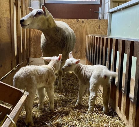 Twins, just arrived in february