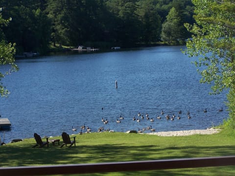 Gorgeous lake view at Goose Pond (lake).  Clean swimmable, beautiful, private.