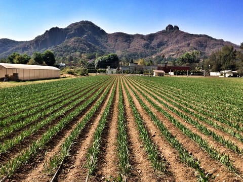 Tepoztlan is still a farming town producing a lot of its own food.  
