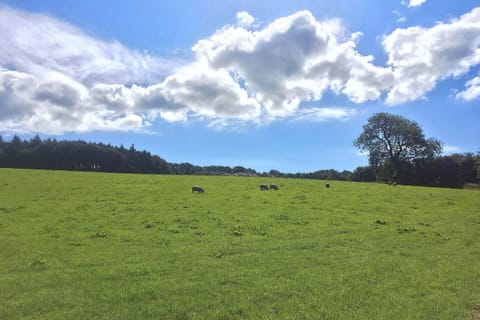 Open countryside behind Garden Meadow...just the sheep for company.