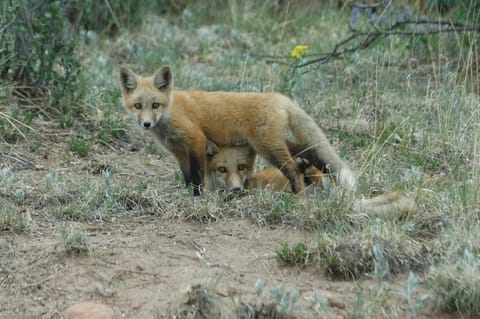Fox kits (Woodland Park)