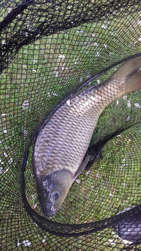 Common Carp May 2019