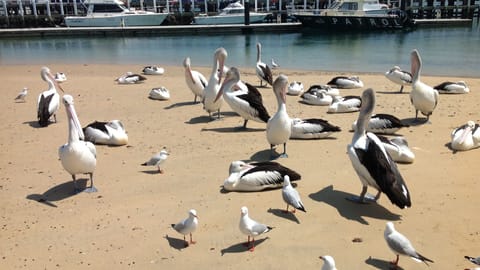 Beach nearby, beach towels