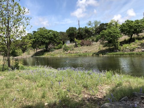 Guest Shot of lake & blue salvias