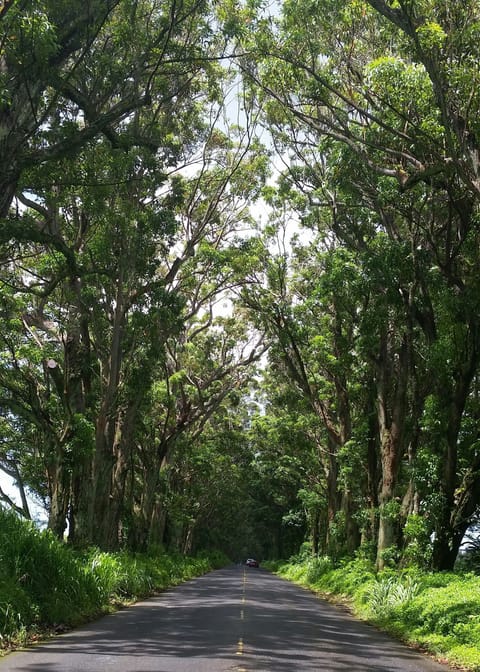 Famous " Tunnel of Trees"