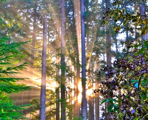 Morning Light From Balcony Deck