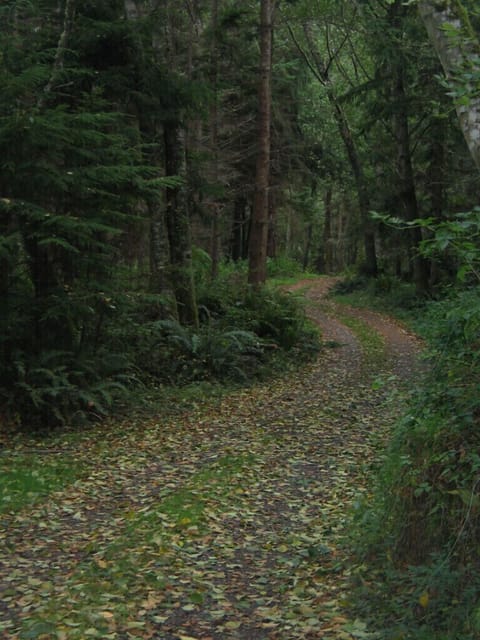 Beautiful private drive leads to the cabin
