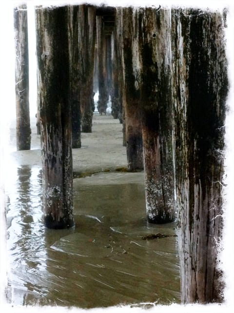 Beauty under the Pier!