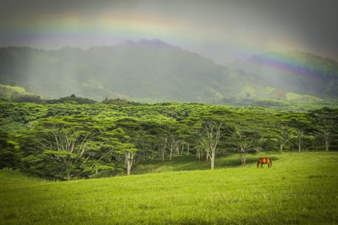 Beautiful Kauai landscape